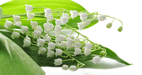 Image showing lily of the valley