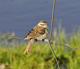 Image showing sparrow