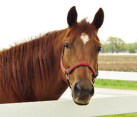 Image showing horse