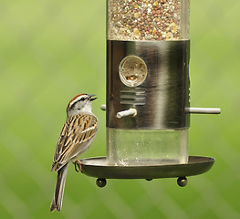 Image showing sparrow 