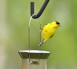 Image showing yellow bird