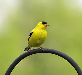 Image showing yellow birda