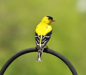 Image showing yellow bird 