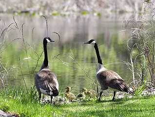 Image showing canada goose family