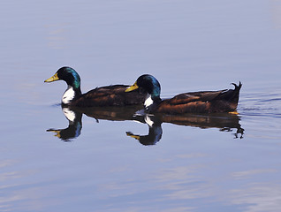 Image showing wild ducks