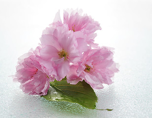 Image showing almond tree pink flowers