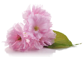 Image showing almond tree pink flowers