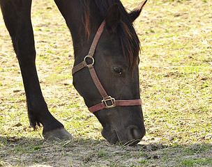 Image showing horse