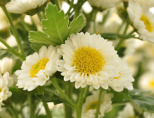 Image showing spring flowers