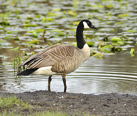 Image showing canada goose 