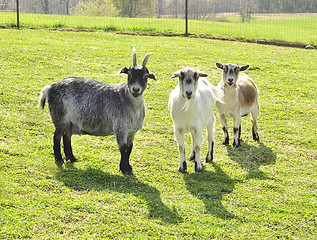 Image showing goats 
