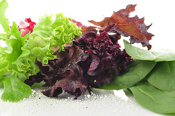 Image showing salad leaves