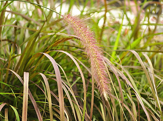 Image showing decorative grass