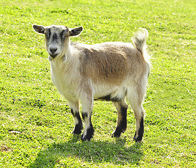 Image showing goat