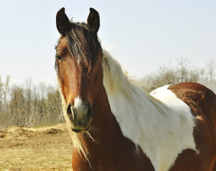 Image showing horse