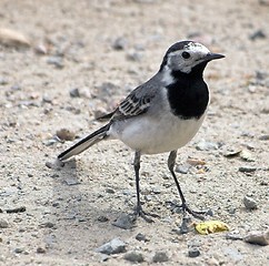 Image showing White Wagtail