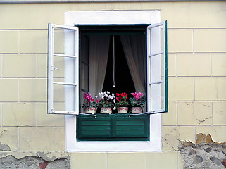 Image showing Flower window