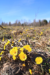 Image showing yellow dandelion on spring field