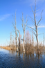 Image showing dry tree amongst spring flood
