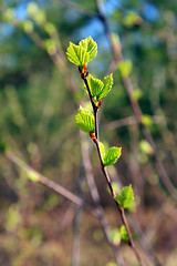 Image showing spring sheet of the birch on brown background