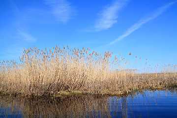 Image showing dry yellow reed on lake