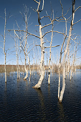 Image showing dry tree amongst spring flood