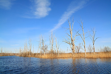 Image showing dry tree amongst spring flood