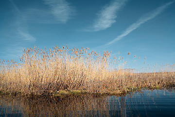 Image showing dry yellow reed on lake