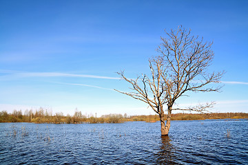 Image showing small oak amongst spring flood