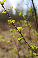 Image showing spring sheet of the birch on brown background