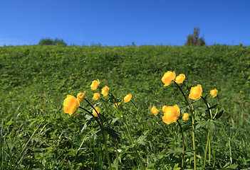 Image showing flowerses globe-flower on field
