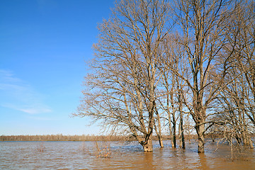 Image showing oak wood amongst spring flood