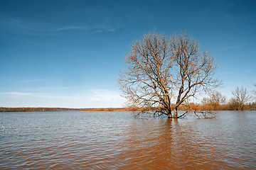 Image showing big oak amongst spring flood