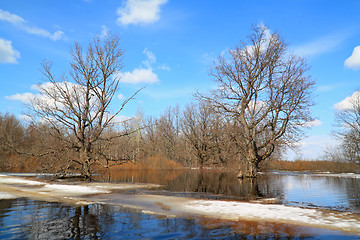 Image showing spring flood in oak wood