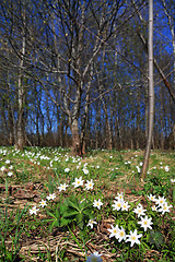 Image showing white snowdrops in spring wood