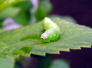 Image showing caterpillar