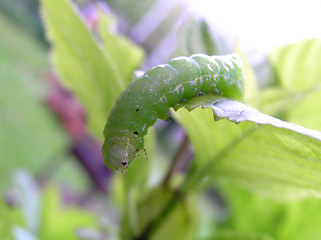 Image showing caterpillar