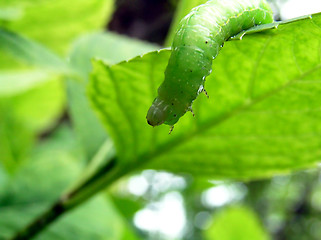 Image showing caterpillar