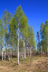 Image showing birch wood