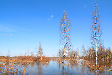 Image showing birch wood in blue water