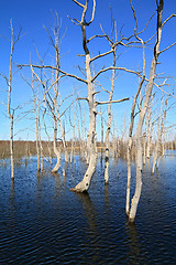 Image showing dry tree amongst spring flood