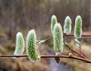 Image showing wood buds