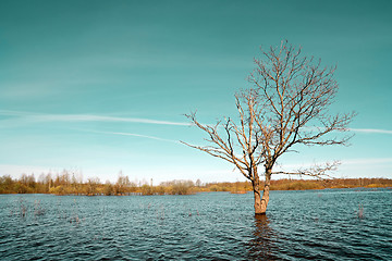 Image showing small oak amongst spring flood