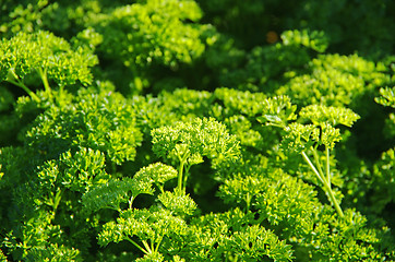 Image showing parsley petrosileum crispum