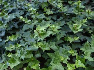 Image showing Ivy picture