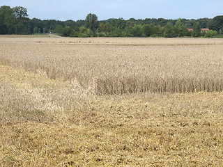 Image showing Harvest picture