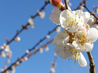 Image showing Fruit tree flowers