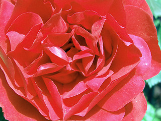 Image showing Red rose