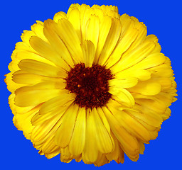 Image showing Yellow flower