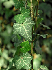 Image showing Ivy picture